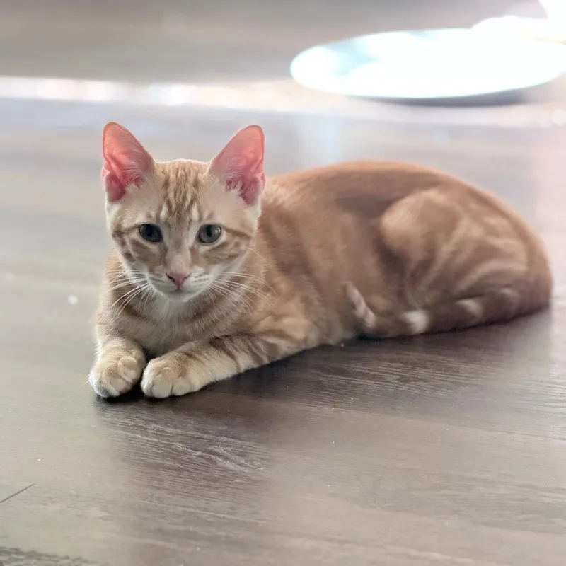 A baby small-sized male Orange / Red Domestic Short Hair cat named Offsides Oscar for adoption in White, GA
