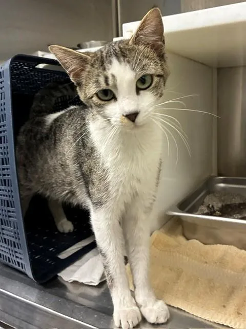 A young medium-sized female Domestic Short Hair cat named Rebecca for adoption in Brighton, CO