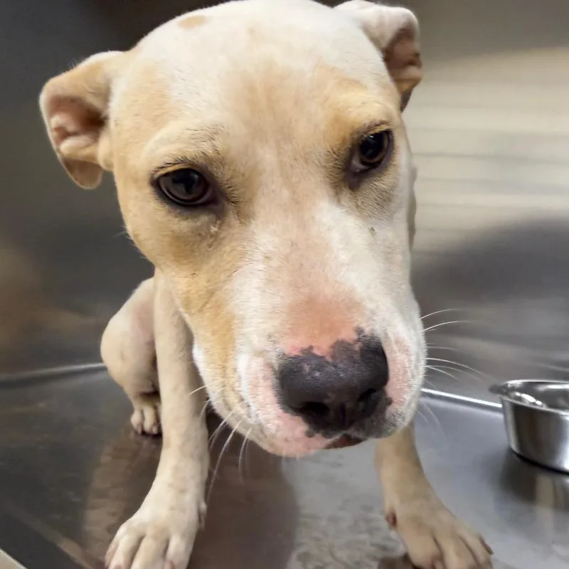 A young medium-sized female White / Cream Mixed Breed dog named Luna for adoption in Winston-Salem, NC