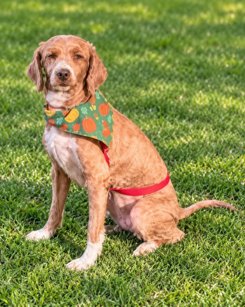 An adult small-sized female Golden Goldendoodle dog named Daisy for adoption in Georgetown , CA