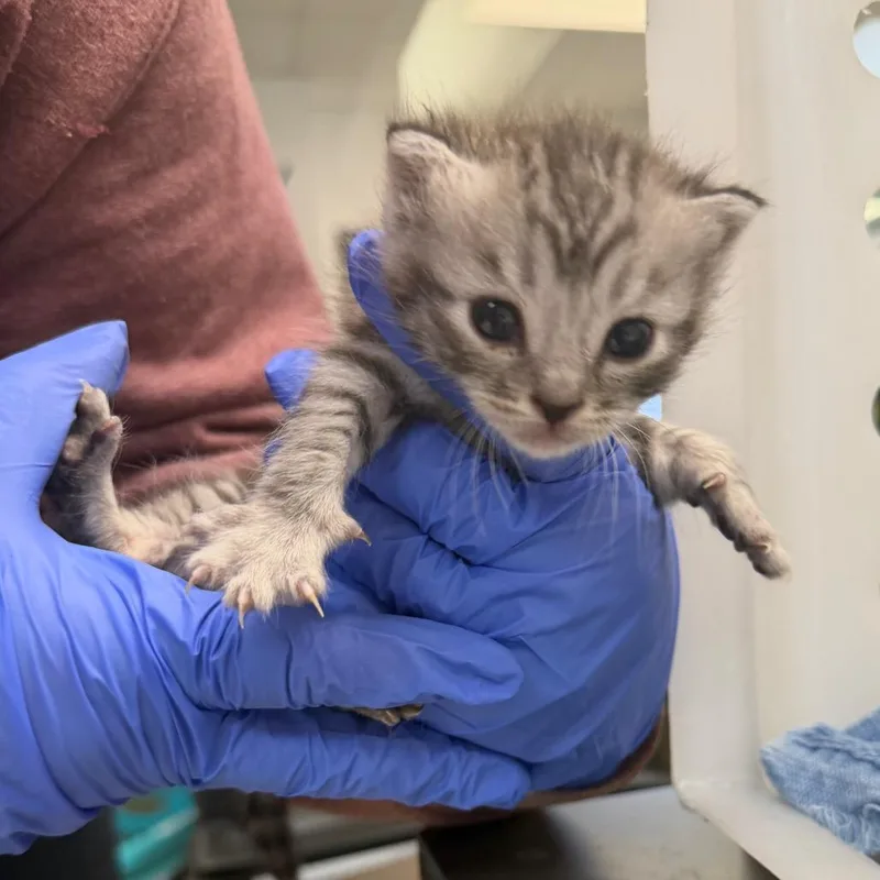 A baby small-sized male Gray / Blue / Silver Domestic Short Hair cat named Shilo for adoption in Columbus, GA