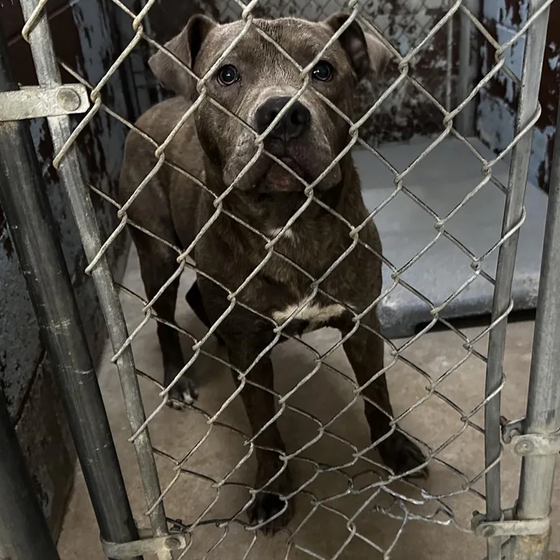 An adult medium-sized male Brindle Pit Bull Terrier dog named Porkchop for adoption in Pine Bluff, AR