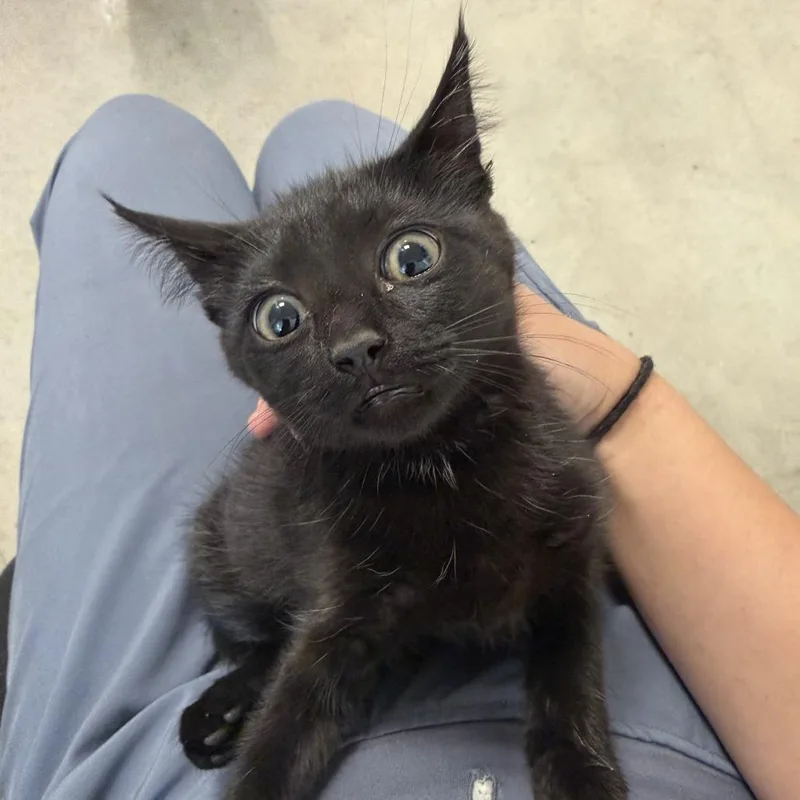A baby small-sized female Black Domestic Short Hair cat named Mao for adoption in Rifle, CO