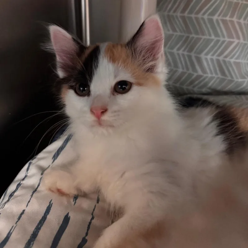A baby small-sized female Calico Domestic Medium Hair cat named Angelfish for adoption in Lynchburg, VA
