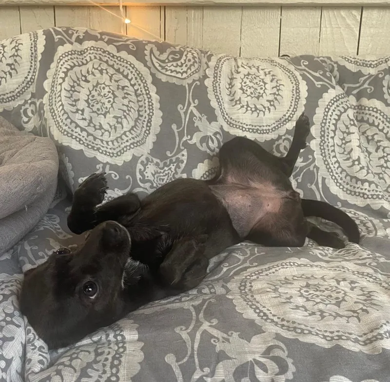 A young small-sized female Chihuahua dog named Dior for adoption in Fort Worth, TX