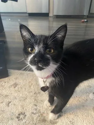 An adult small-sized female Domestic Short Hair cat named Lina for adoption in Fairfax, VA
