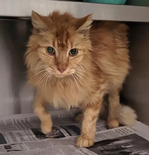An adult medium-sized female Domestic Short Hair cat named Light for adoption in Los Angeles, CA