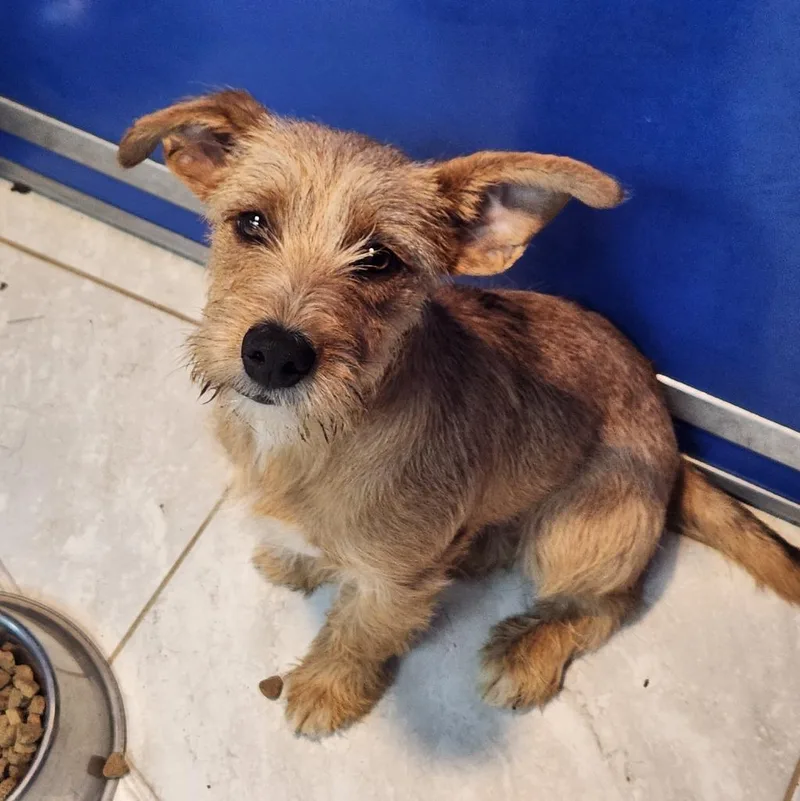 A young small-sized male Wirehaired Terrier dog named George for adoption in Walnutport, PA