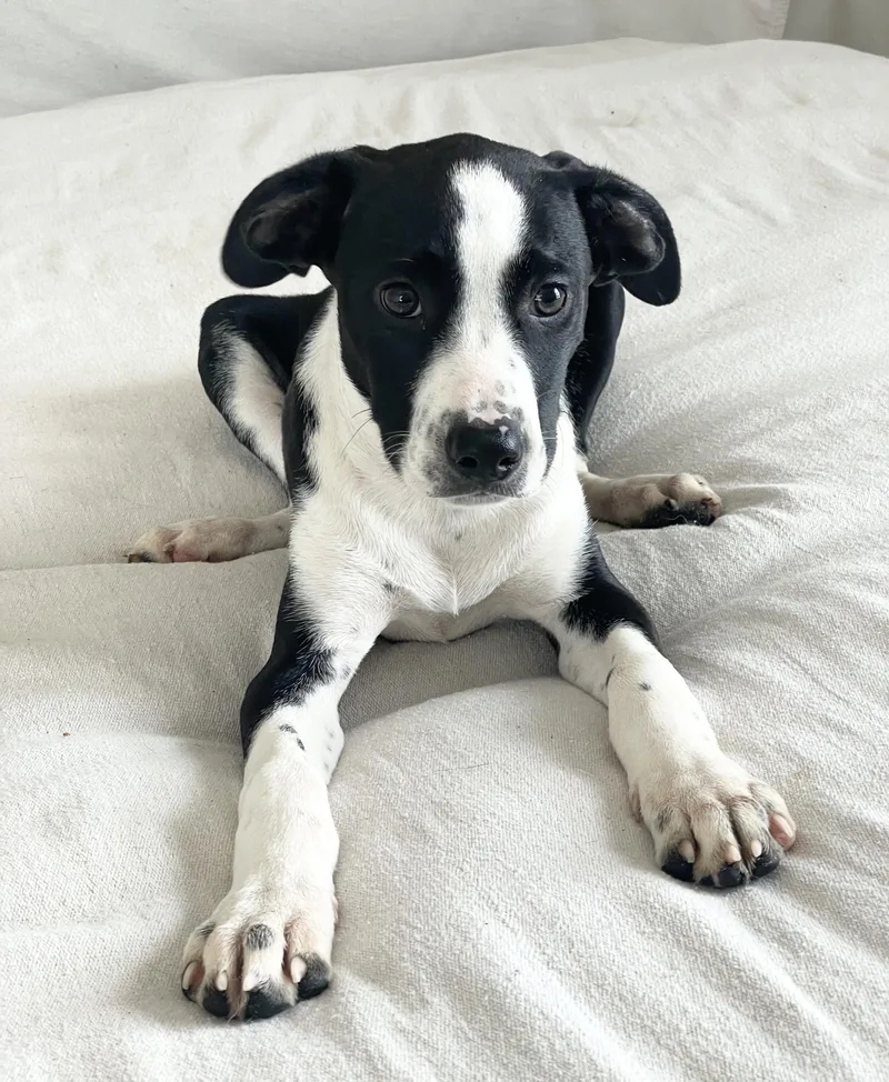 A baby large-sized male White / Cream Dalmatian dog named Amazing Freeman for adoption in Burlington, NC