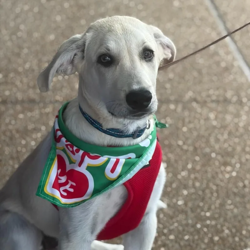 A baby large-sized male White / Cream Anatolian Shepherd dog named Collin for adoption in St. Peters, MO