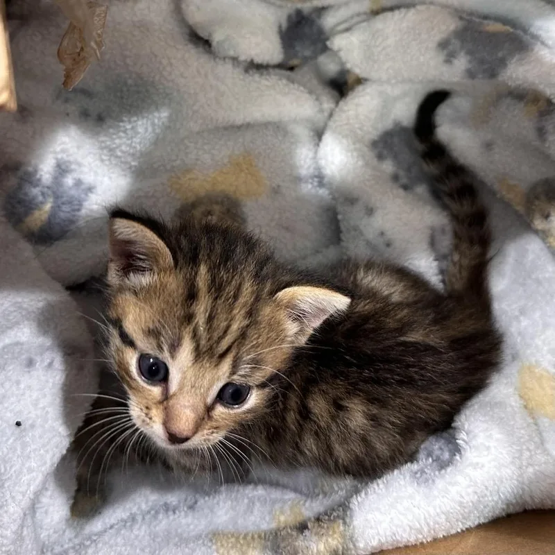A baby small-sized male Brown / Chocolate Domestic Short Hair cat named Miguelito for adoption in West Palm Beach, FL