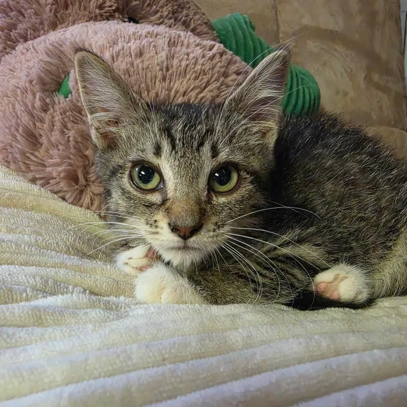 A baby medium-sized female Black Domestic Medium Hair cat named Dapple for adoption in Graham, WA