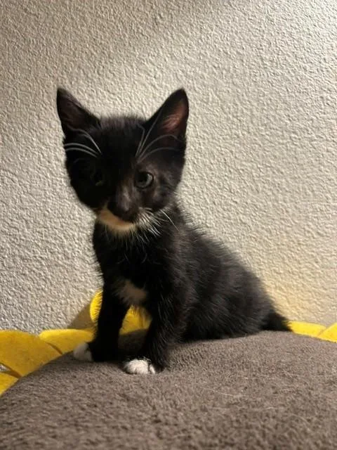 Sokka