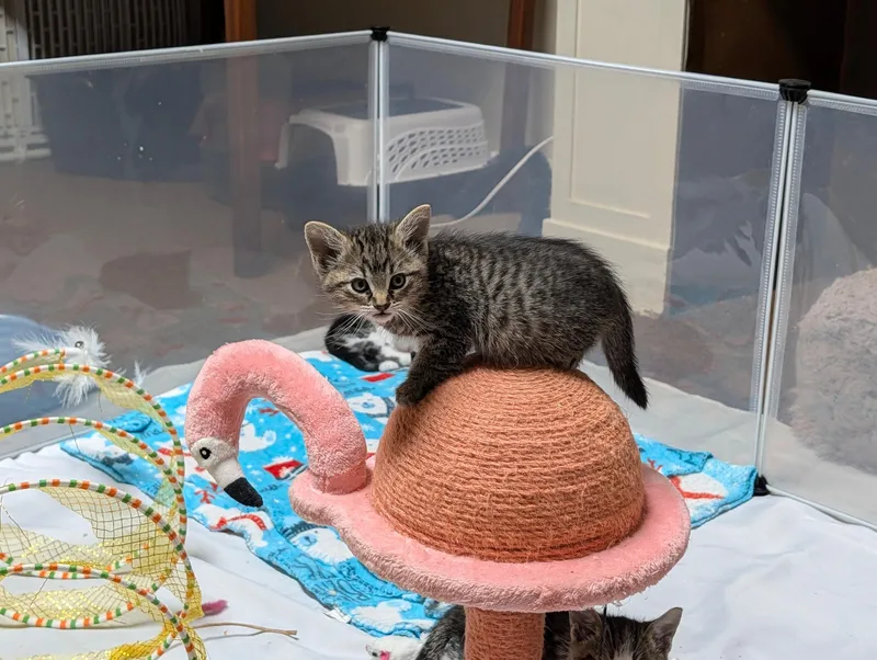 A baby small-sized female Tabby (Gray / Blue / Silver) Domestic Short Hair cat named Stevie for adoption in Portland, OR