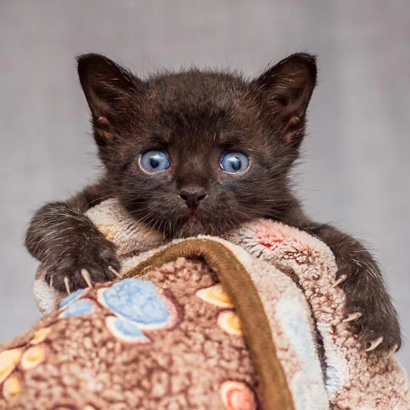 A baby small-sized female Domestic Short Hair cat named Dami From Dreamcatcher for adoption in Hattiesburg, MS