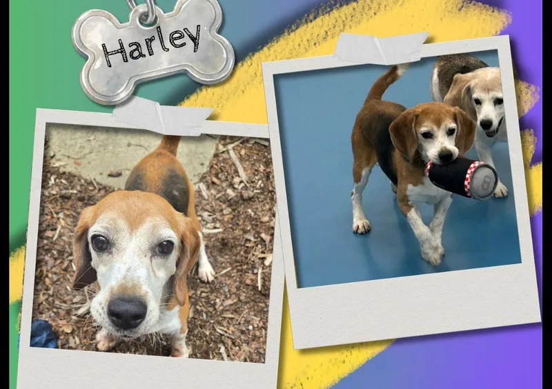A senior medium-sized male Tricolor (Brown, Black, & White) Beagle dog named Harley for adoption in Bothell, WA