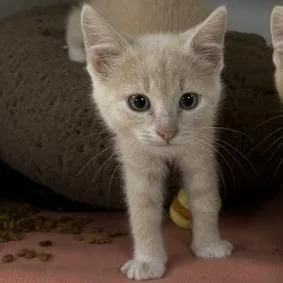 A baby small-sized male Buff / Tan / Fawn Domestic Short Hair cat named Gally for adoption in Stillwater, OK