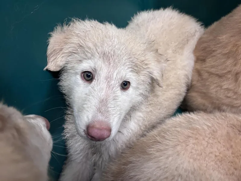 A baby small-sized male Great Pyrenees dog named Torrhen for adoption in Houston, TX