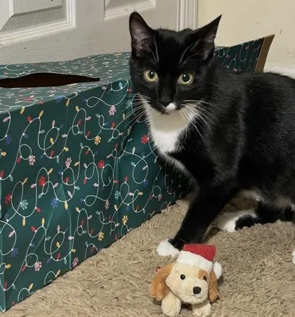 Callisto thumbnail 2