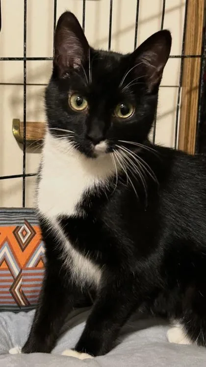 Callisto thumbnail 3