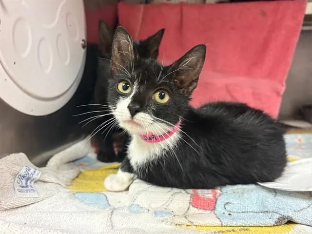 A baby small-sized female Domestic Short Hair cat named Serena for adoption in Fort Wayne, IN
