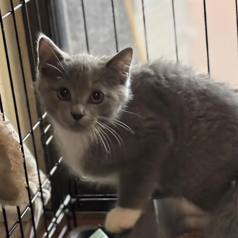 A baby small-sized male Brown / Chocolate Domestic Short Hair cat named Queso for adoption in Inwood, WV