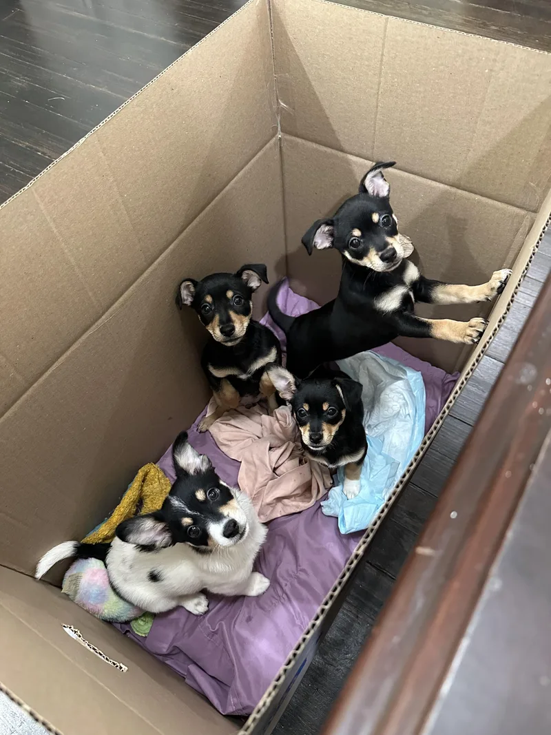 The Fiesta Foursome thumbnail 2