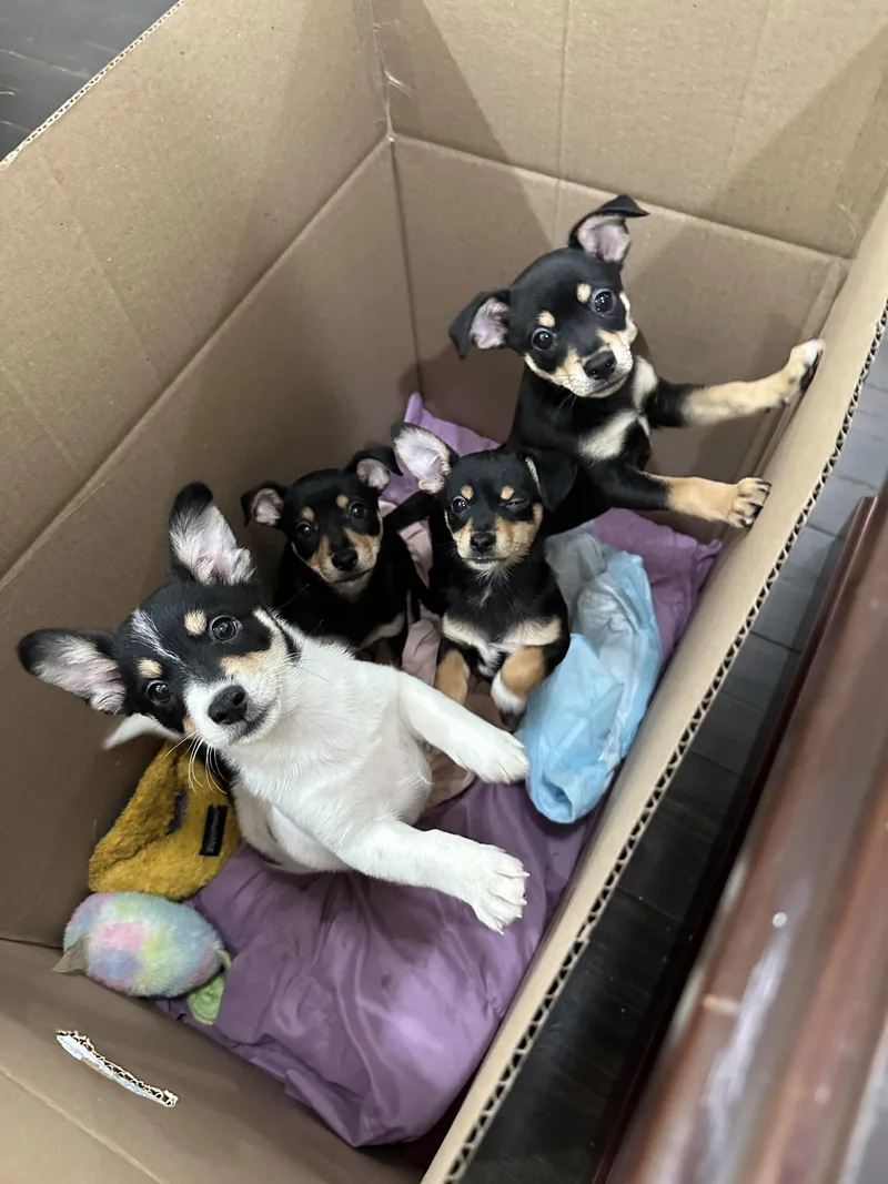 The Fiesta Foursome thumbnail 3