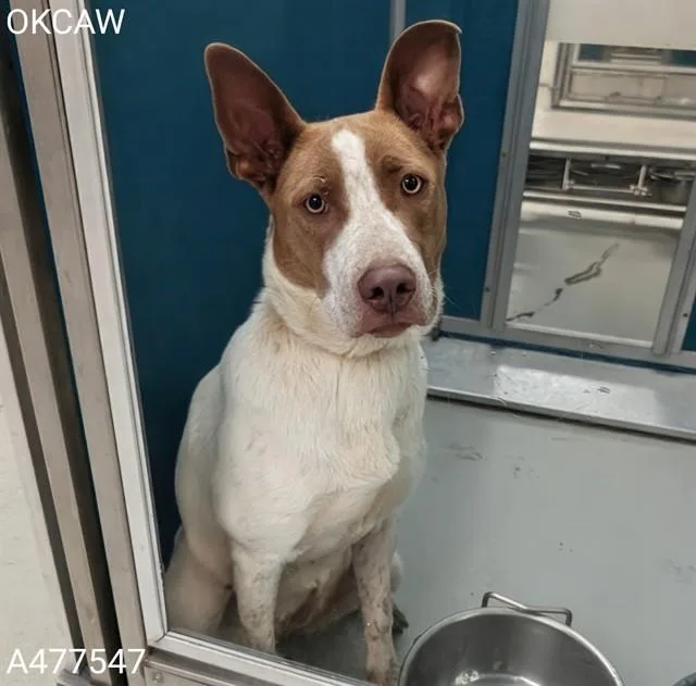 An adult medium-sized female Australian Cattle Dog / Blue Heeler dog named Ellie for adoption in Oklahoma City, OK