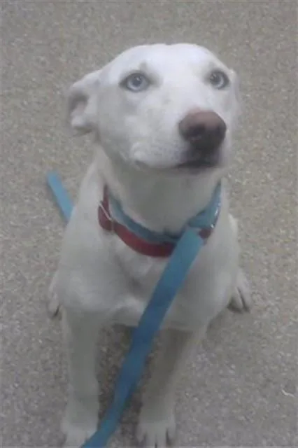 A young small-sized female German Shepherd Dog dog named Zoi for adoption in Albuquerque, NM