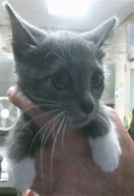A baby small-sized male Domestic Short Hair cat named Monsieur for adoption in Sacramento, CA