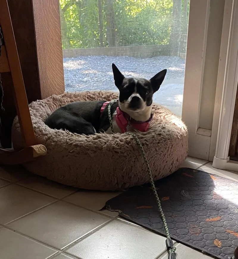 Ellie Midwood KY