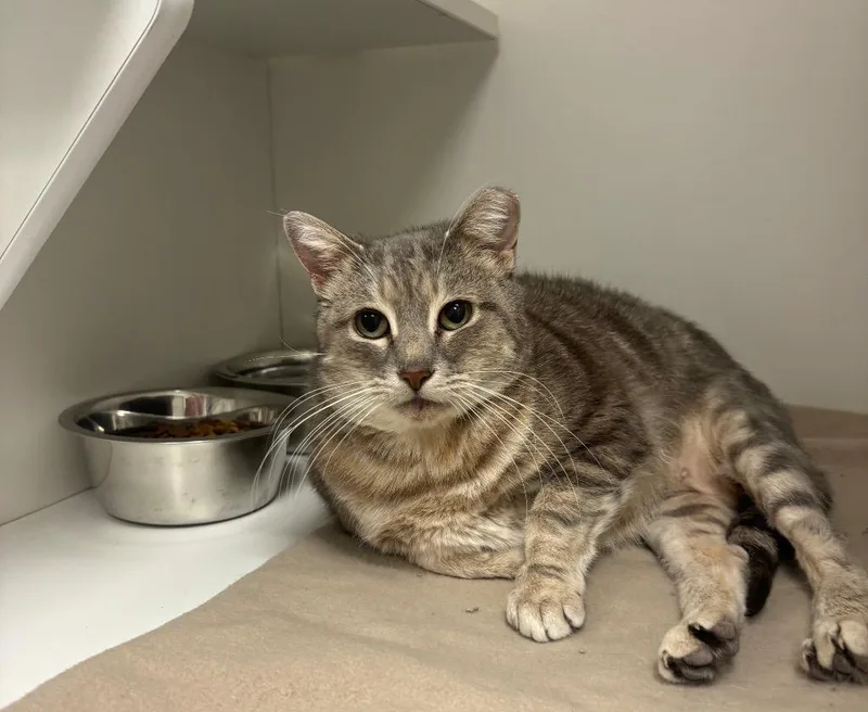 A senior medium-sized male Tabby (Gray / Blue / Silver) Tabby cat named Gizmo for adoption in Frankfort, KY