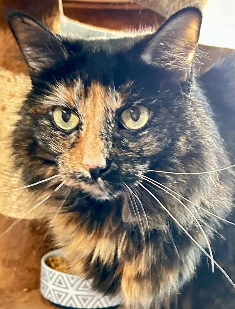 Miss Priss thumbnail 2