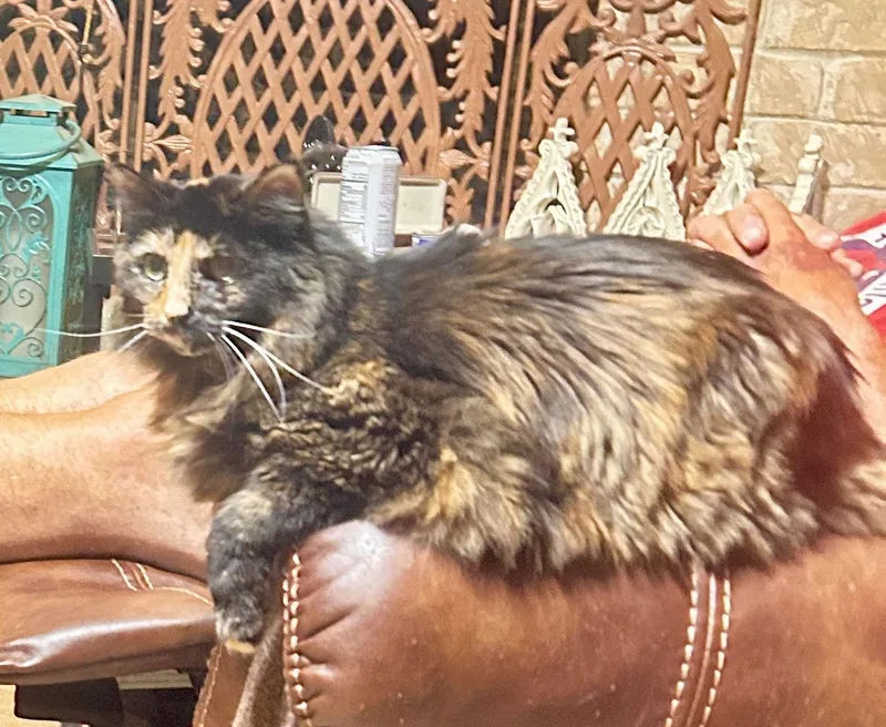 Miss Priss thumbnail 3