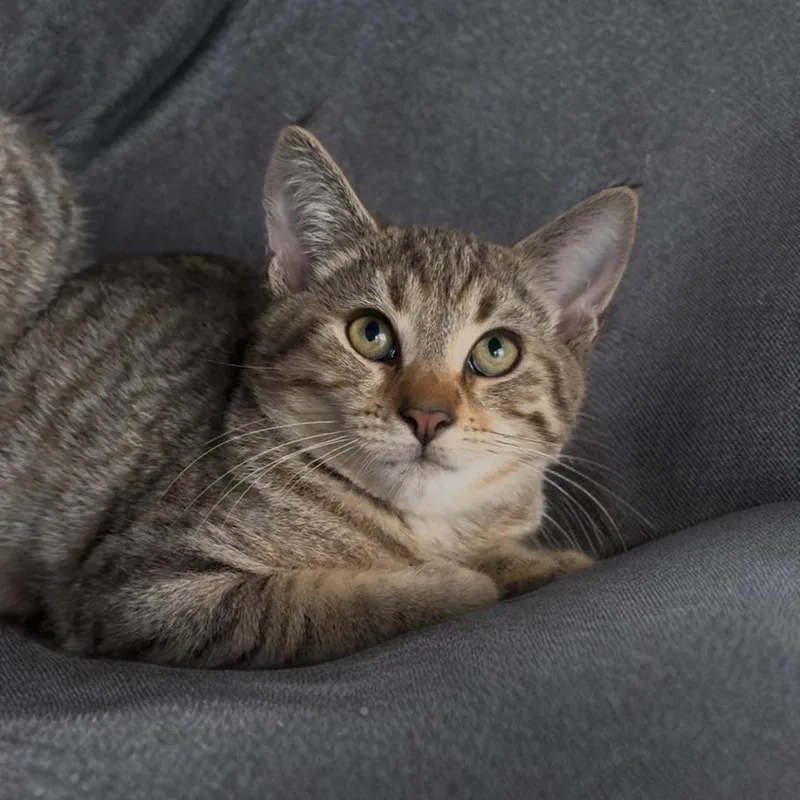 Summit  Flurry And thumbnail 2