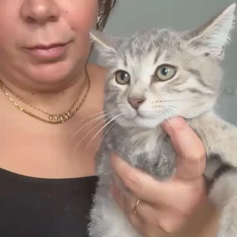 Summit  Flurry And thumbnail 4