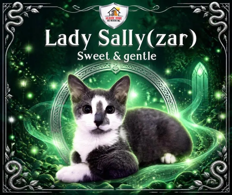 A baby small-sized female Gray & White Domestic Short Hair cat named SallySlytherin for adoption in Holland, MI