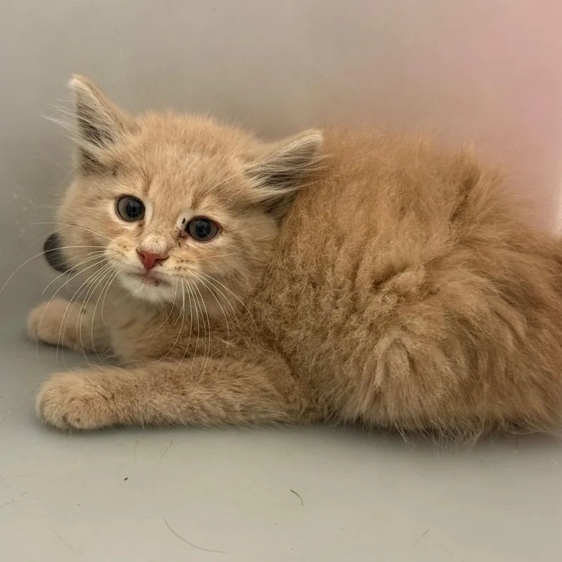 A baby small-sized male Orange / Red Domestic Medium Hair cat named Poof for adoption in Columbus, GA