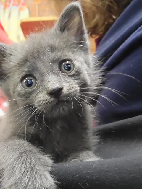 A baby small-sized male Domestic Short Hair cat named Gobblin for adoption in Clinton Township, MI