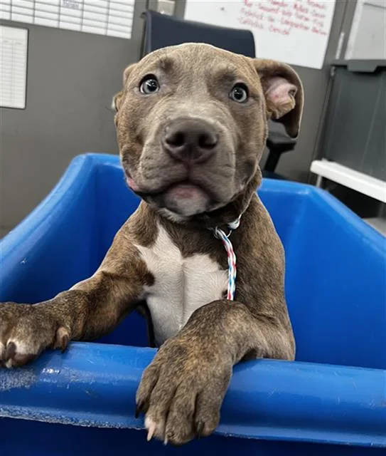 A baby large-sized male Mixed Breed dog named Maki for adoption in Dallas, TX