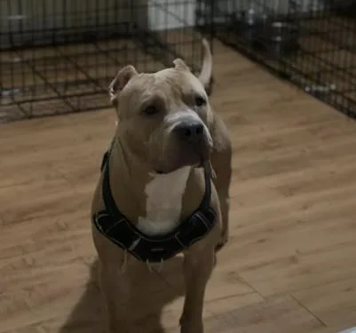 An adult large-sized male Pit Bull Terrier dog named Simba for adoption in Gainesville, FL