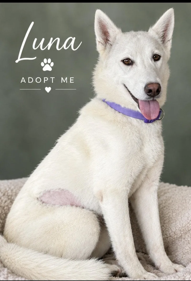 Luna thumbnail 2