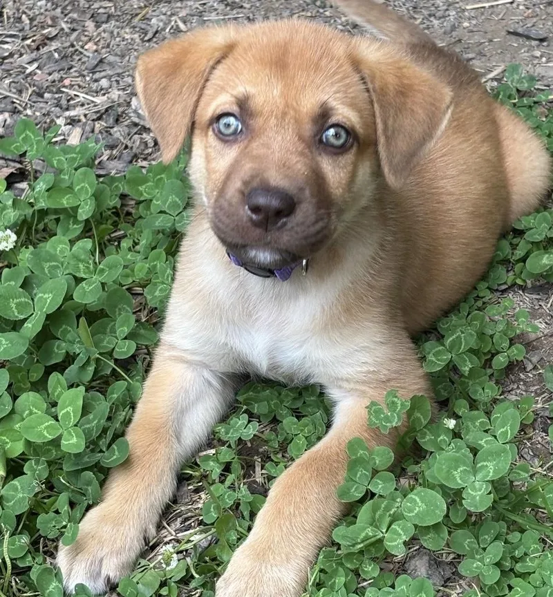 A baby medium-sized female Black Husky dog named Cedar for adoption in White Lake, MI