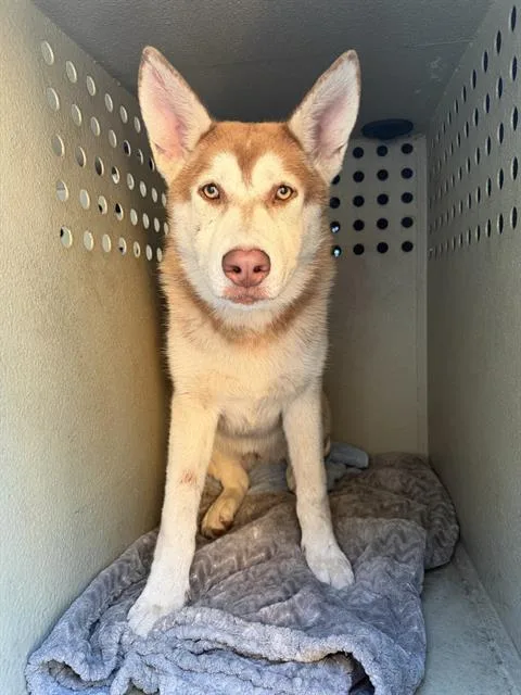 A young medium-sized female Siberian Husky dog named Mami for adoption in Baldwin Park, CA