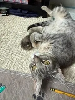 A young medium-sized female Tabby (Gray / Blue / Silver) Domestic Short Hair cat named Izzy for adoption in Manassas, VA