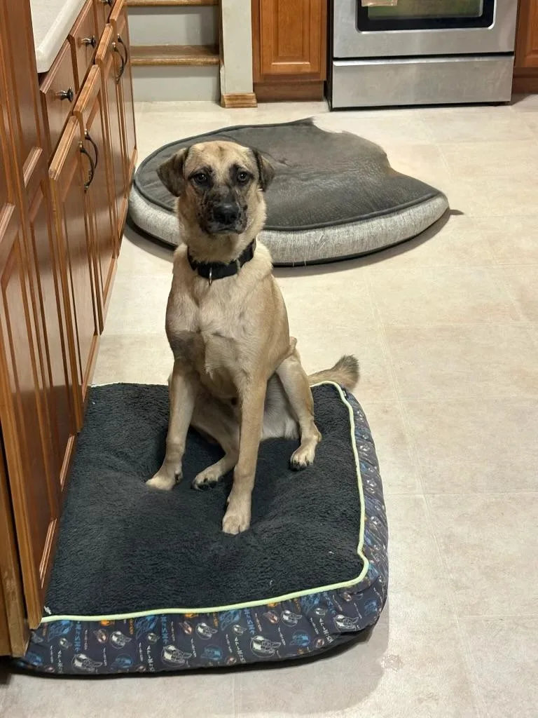 A young medium-sized male Black Catahoula Leopard Dog named Rocky for adoption in Orland Park, IL