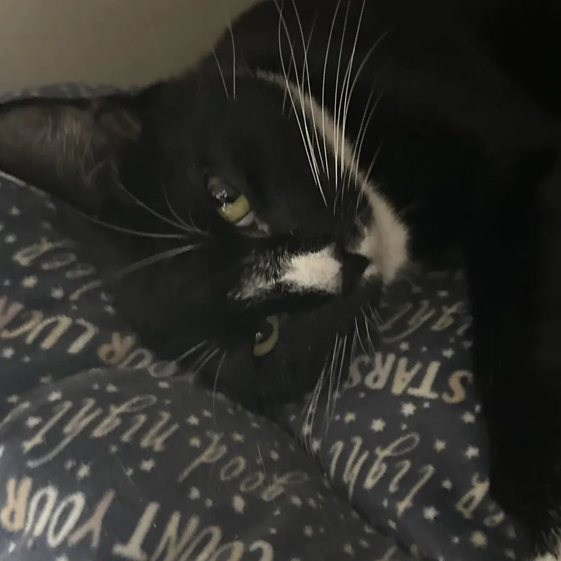 A young medium-sized female Black Domestic Short Hair cat named Aylin for adoption in Middle Village, NY