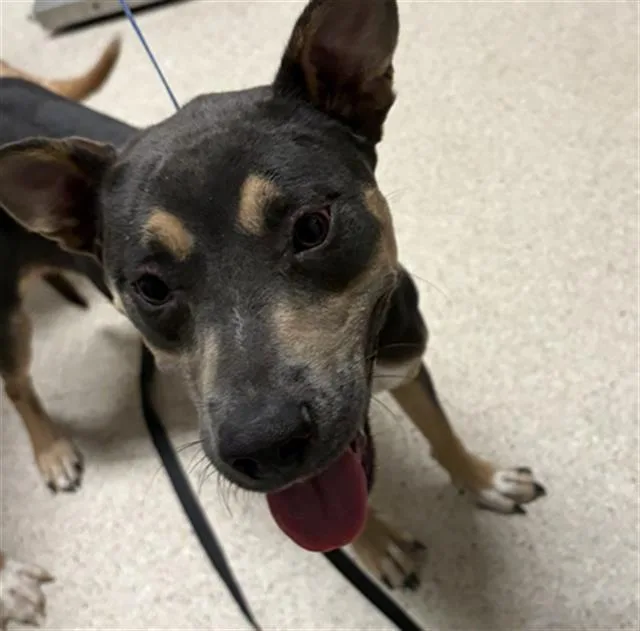 A young medium-sized female Mixed Breed dog named Marilyn Monroe for adoption in Bakersfield, CA