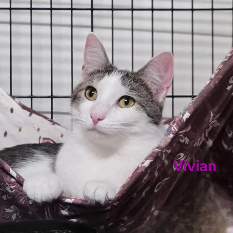 A young medium-sized female Tabby (Brown / Chocolate) Domestic Short Hair cat named Vivian for adoption in Whitewater, WI